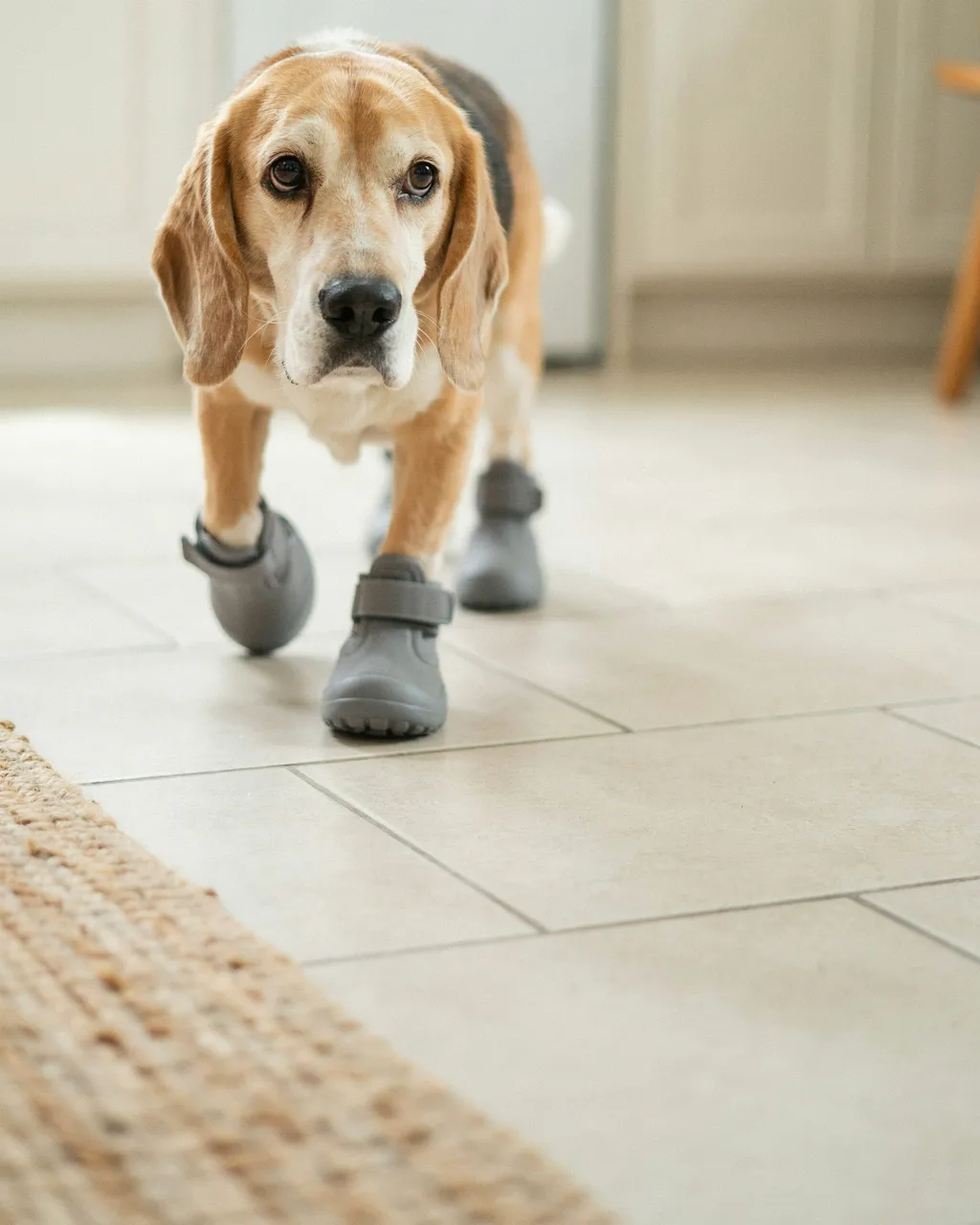 Un vieux beagle avance sur un carrelage clair, chaussé de quatre protections de pattes grises à scratch