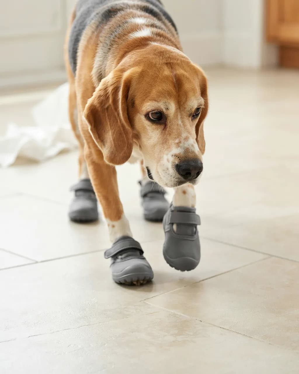 Gros plan sur un beagle senior qui marche dans la cuisine avec des protections de pattes grises antidérapantes