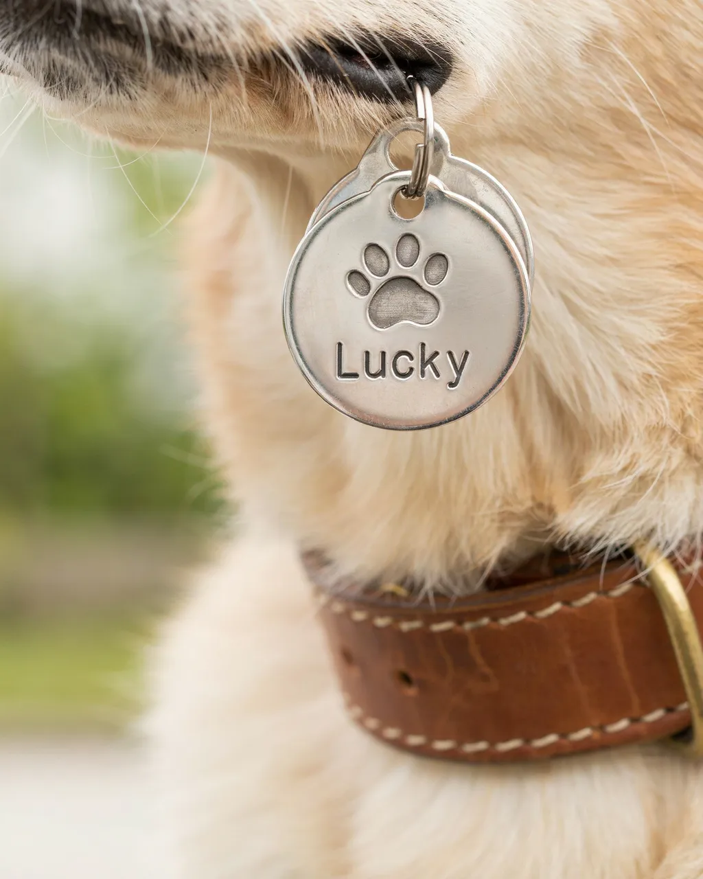 Gros plan sur une médaille ronde argentée gravée « Lucky » et d'une empreinte de patte, accrochée au collier en cuir d'un chien clair