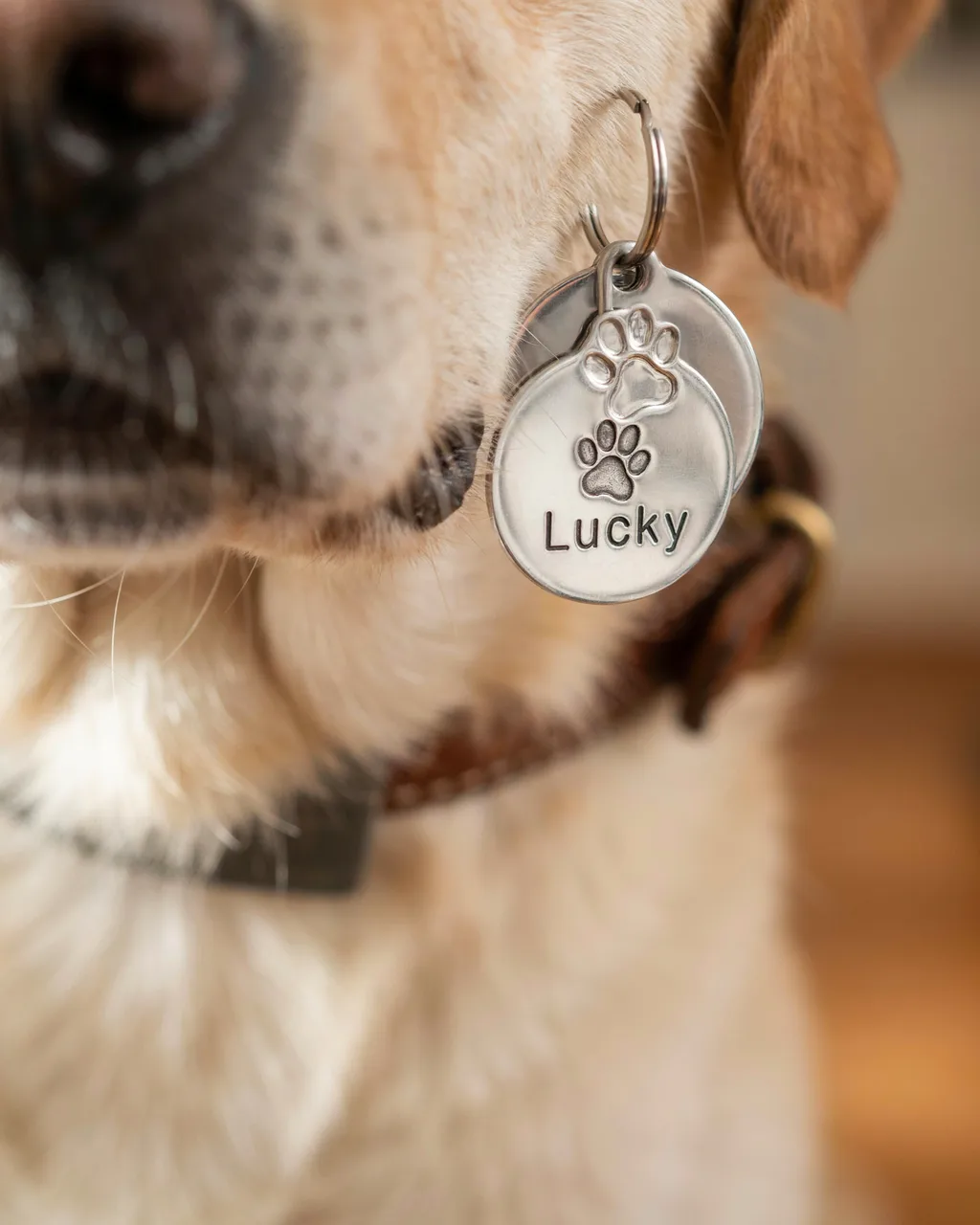 Médaille d'identité argentée gravée d'une empreinte de patte et du prénom « Lucky », suspendue au collier d'un chien clair