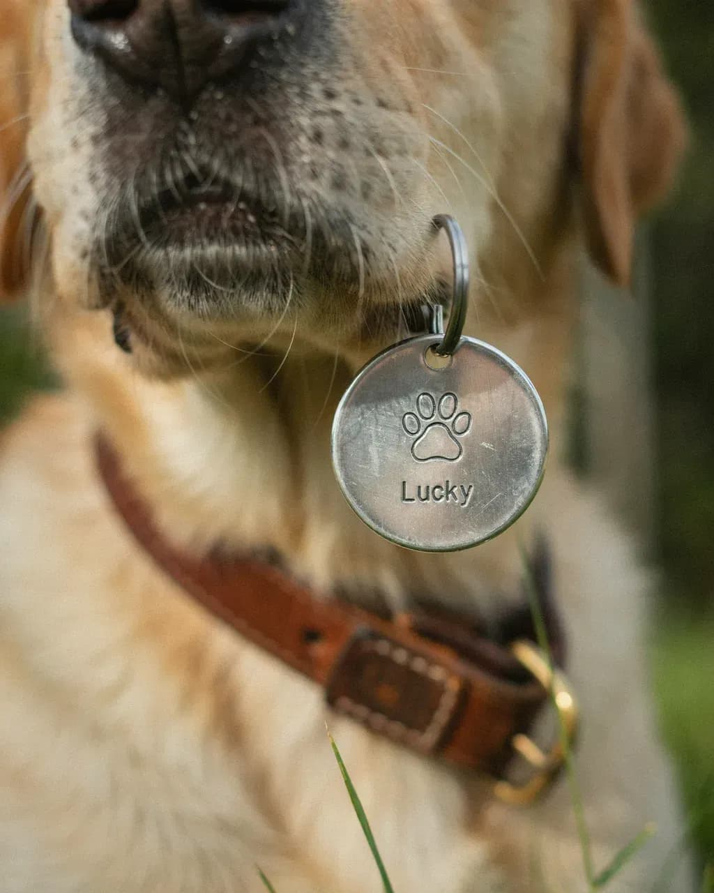 Gros plan sur une médaille ronde en acier gravée d'une patte et du prénom « Lucky », accrochée par un anneau au collier d'un chien