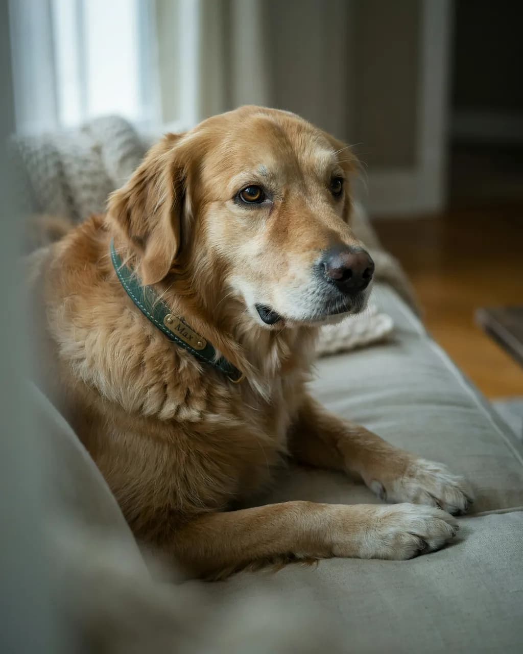 Un golden retriever âgé couché sur un canapé porte un collier vert rembourré avec une plaque dorée gravée « Max »