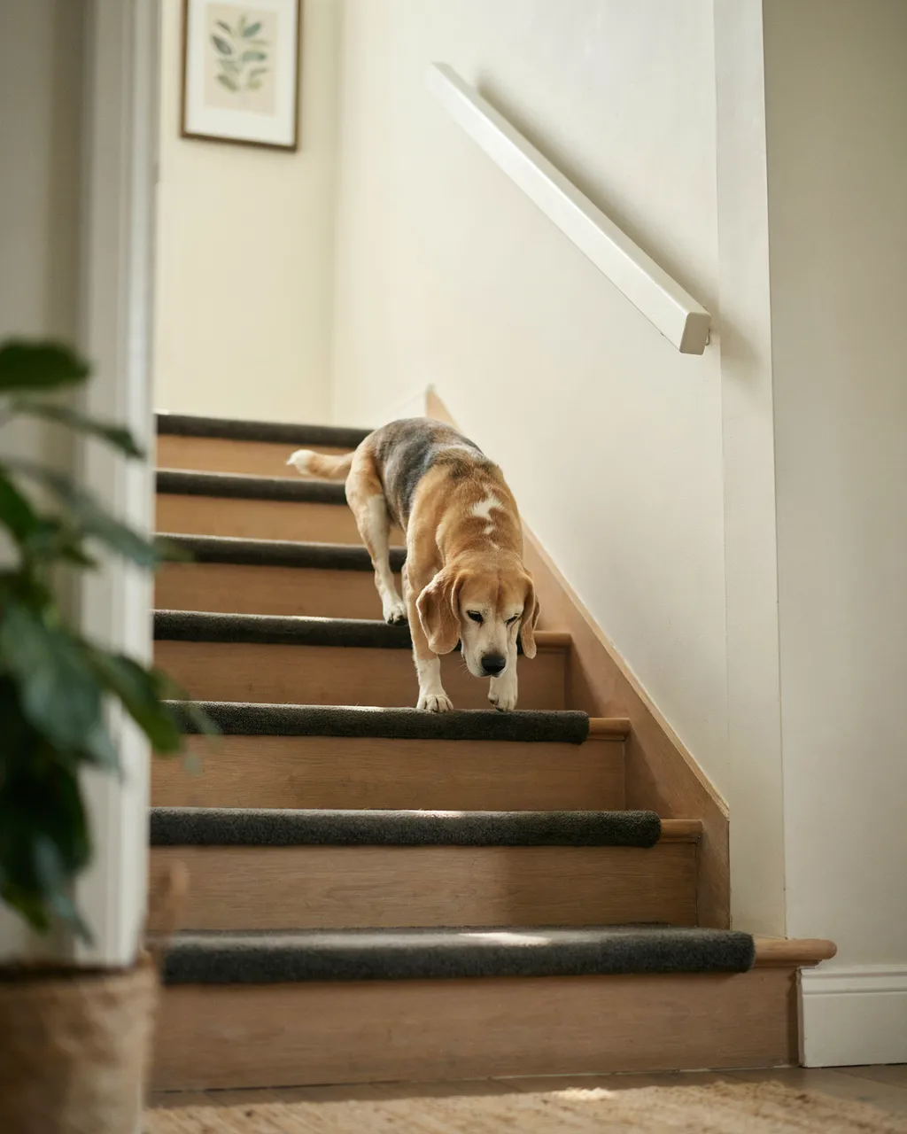 Un beagle âgé descend prudemment un escalier en bois clair dont chaque marche porte un tapis antidérapant gris