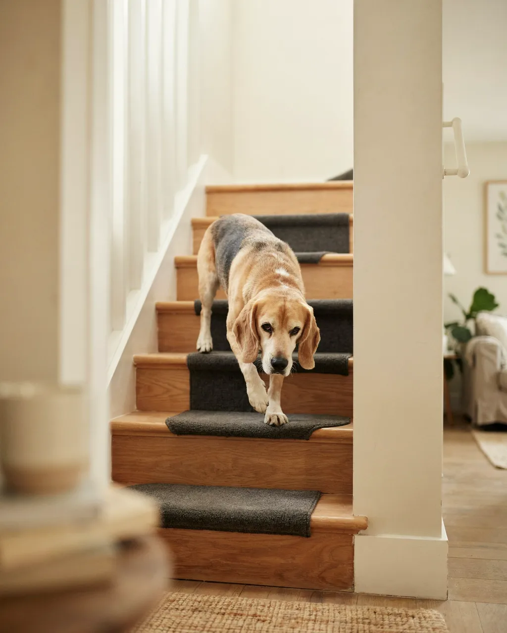 Un beagle senior pose la patte sur un tapis de marche gris anthracite au bord arrondi, dans un escalier en chêne