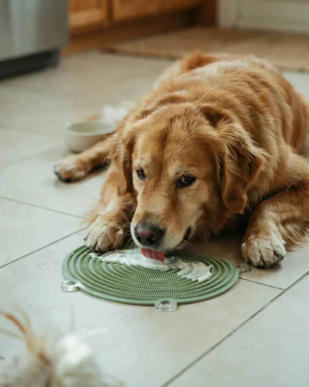 Un golden retriever senior couché sur un carrelage clair lèche le yaourt étalé sur un tapis de léchage vert à ventouses