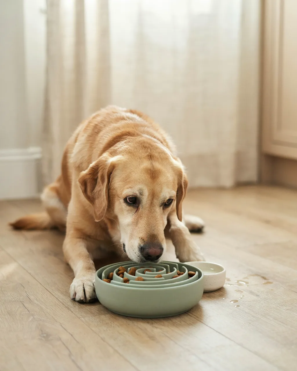 Un labrador senior allongé sur le parquet mange ses croquettes dans une gamelle anti-glouton vert sauge, à côté d'un bol d'eau